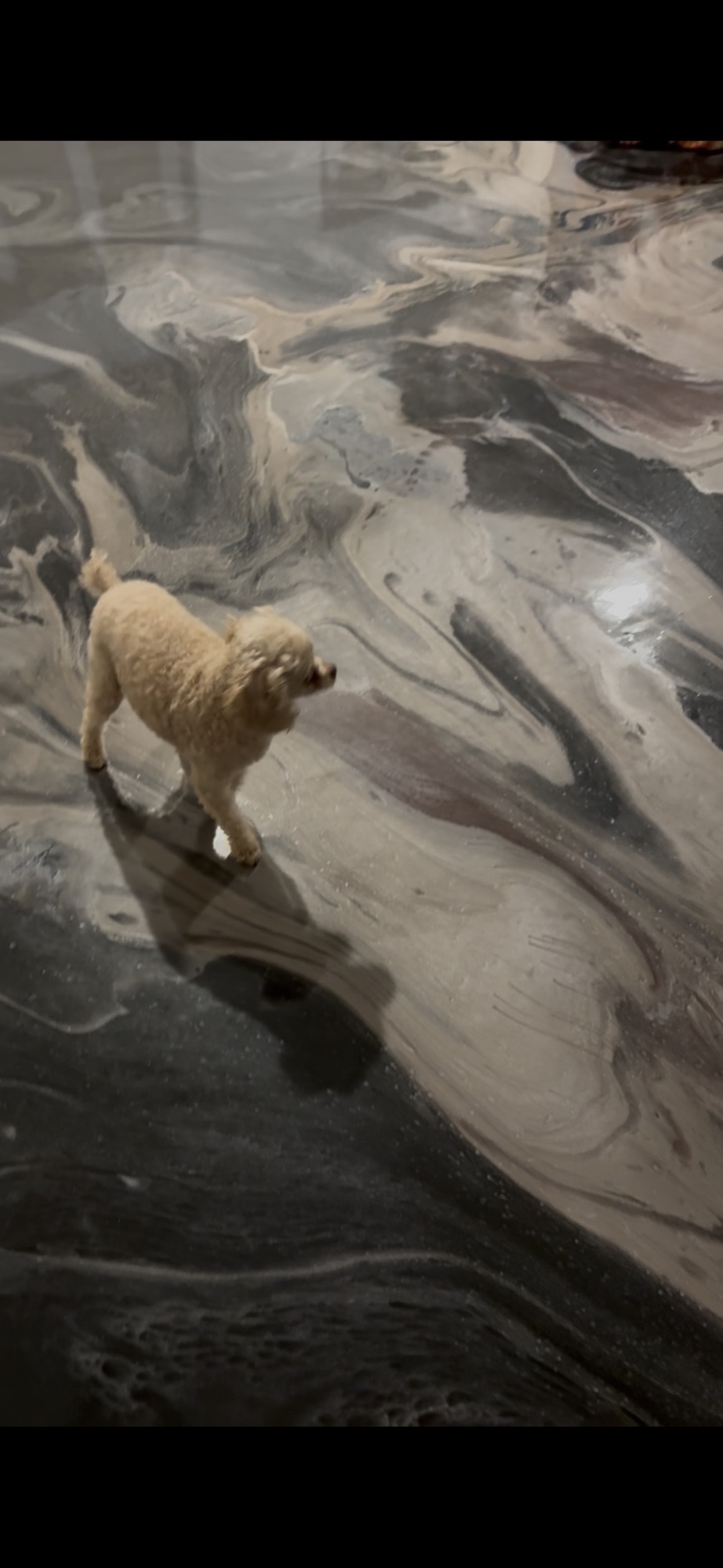 Dog standing on a finished gray and charcoal metallic epoxy floor